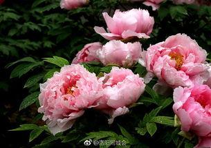 洛阳牡丹 明星,千年国色，明星花韵璀璨再现